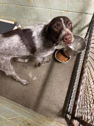 Shelter Stray Male Dog last seen Near De La Vega Ct, Stockton, CA 95206, USA, 1575 S Lincoln St, Stockton, CA 95206, USA