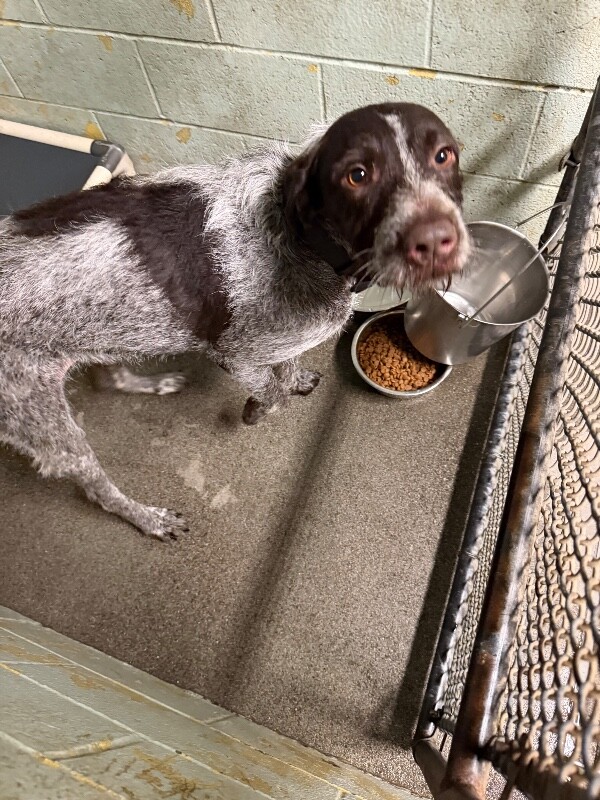 Shelter Stray Male Dog last seen Near De La Vega Ct, Stockton, CA 95206, USA, 1575 S Lincoln St, Stockton, CA 95206, USA