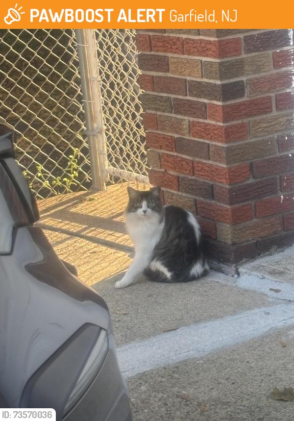 Found/Stray Unknown Cat last seen Near Passaic Ave, Garfield, NJ 07026