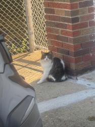 Found/Stray Unknown Cat last seen Near Passaic Ave, Garfield, NJ 07026
