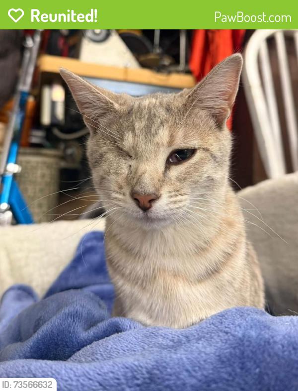 Reunited Female Cat last seen South Knoxville, Knoxville, TN 37920, USA, Knoxville, TN 37920
