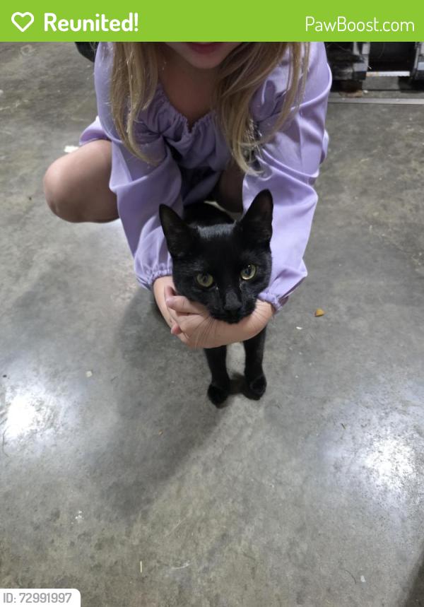 Reunited Female Cat last seen Foundation park, Pataskala, OH 43062