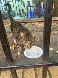 Found/Stray Unknown Cat last seen E 149 St, Bronx, NY 10455, The Bronx, NY 10458