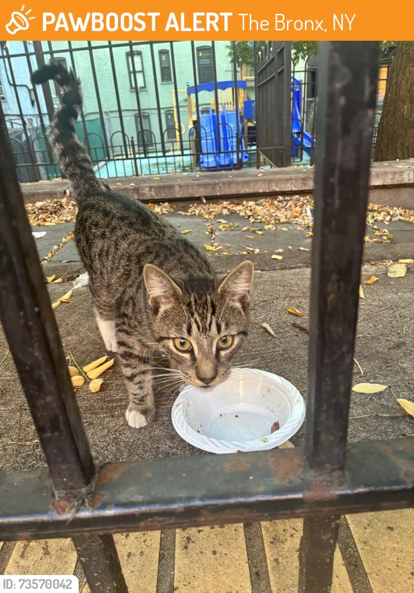 Found/Stray Unknown Cat last seen E 149 St, Bronx, NY 10455, The Bronx, NY 10458