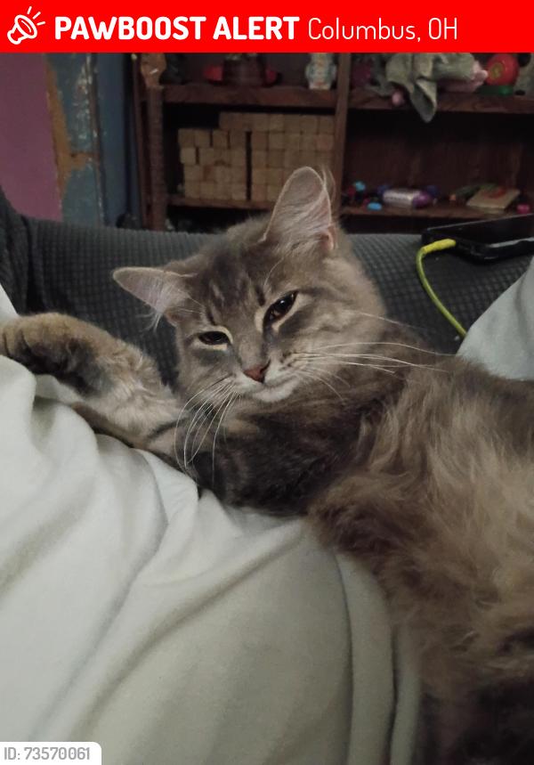 Lost Male Cat last seen McGuffey and Republic, Columbus, OH 43211