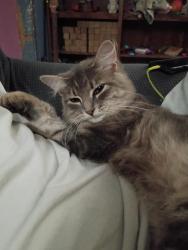 Lost Male Cat last seen McGuffey and Republic, Columbus, OH 43211