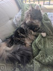 Reunited Female Cat last seen Tesla blvd. & Werner Ave., Alcoa, TN 37701