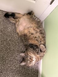 Lost Female Cat last seen Delburn ave, Dublin, OH 43017