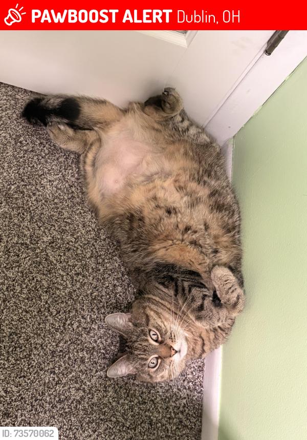 Lost Female Cat last seen Delburn ave, Dublin, OH 43017