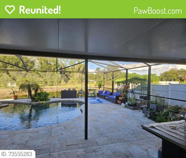Reunited Unknown Dog last seen Duff rd, Lakeland, FL 33810
