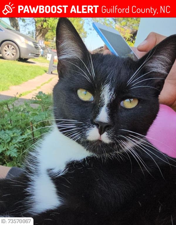 Lost Male Cat last seen Fenway and Dilworth, Guilford County, NC 27265