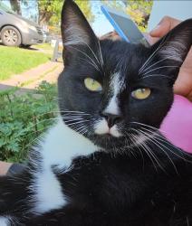 Lost Male Cat last seen Fenway and Dilworth, Guilford County, NC 27265