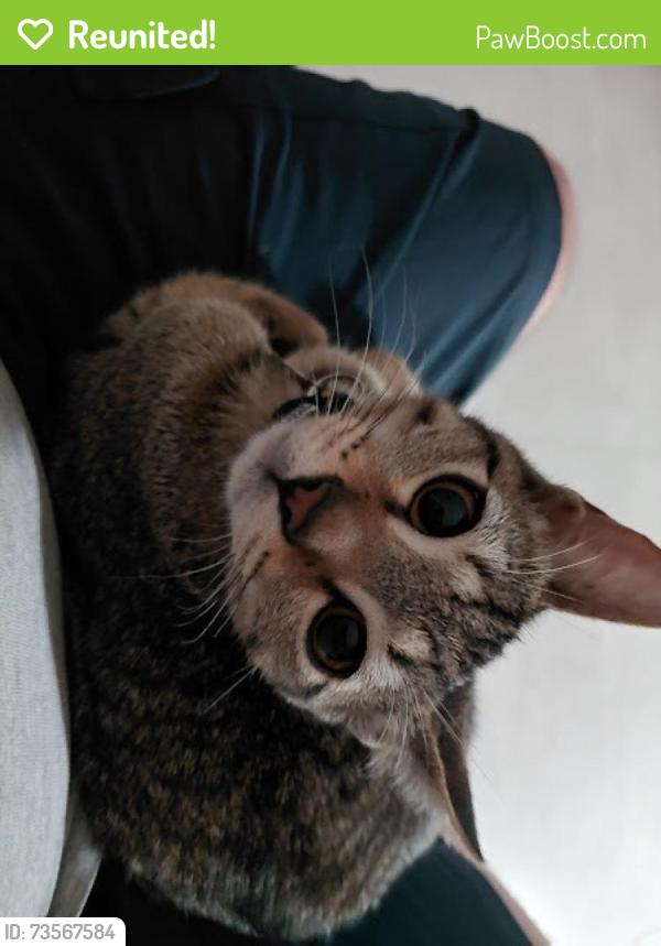 Reunited Male Cat last seen RUA MANOEL J.O.ROCHA PRÓXIMA AO CORTUME, Vila Dutra, SP 13032-425