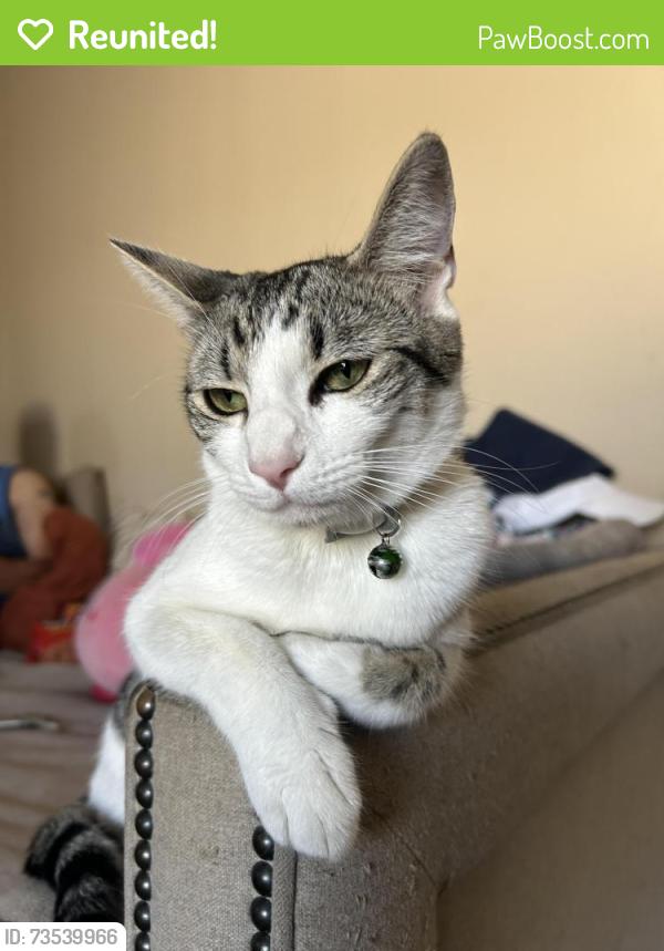 Reunited Female Cat last seen Buchanan Rd, Antioch, CA 94509