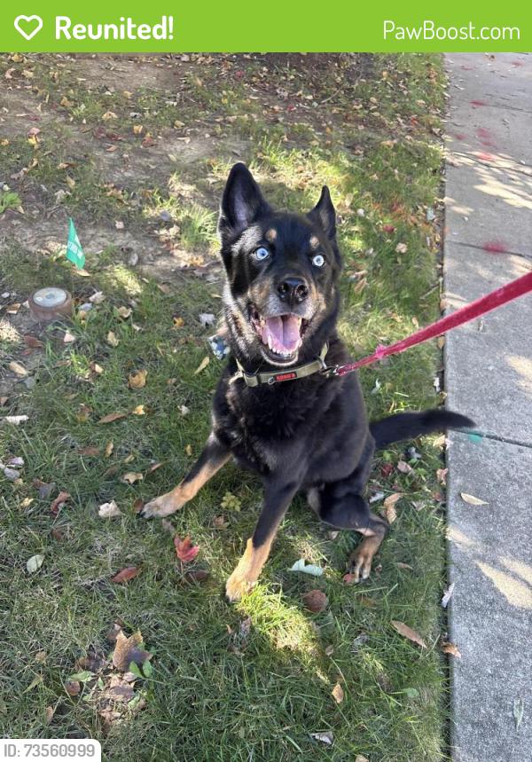 Reunited Male Dog last seen Stephens road, North Laurel, MD 20723