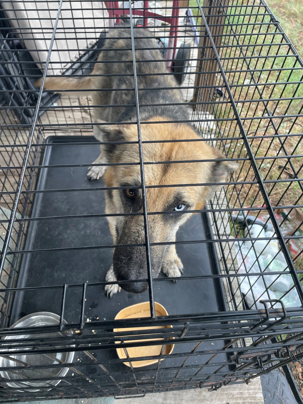 Shelter Stray Male Dog last seen Near Linden Loop, DEL VALLE, TX, 78617, 7201 Levander Loop bldg a, Austin, TX 78702, USA