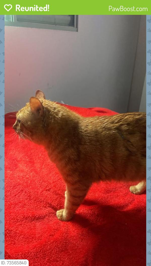 Reunited Male Cat last seen Avenida Kennedy, Vila Caiçara, SP 