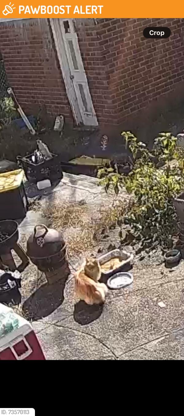 Found/Stray Unknown Cat last seen Herricks court, Garden City Park, NY 11040