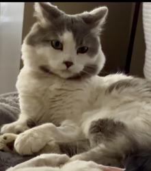 Lost Male Cat last seen red tail Ln - Anthem, Anthem, AZ 85086