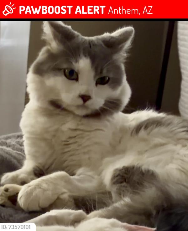 Lost Male Cat last seen red tail Ln - Anthem, Anthem, AZ 85086