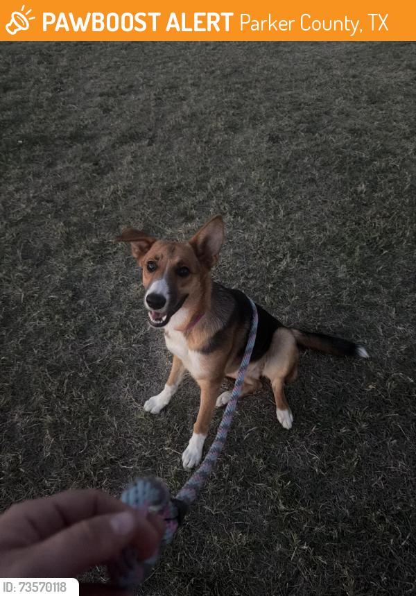 Found/Stray Female Dog last seen Old Agnes Rd/ Safra Lane Poolville, Parker County, TX 76082