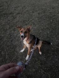 Found/Stray Female Dog last seen Old Agnes Rd/ Safra Lane Poolville, Parker County, TX 76082