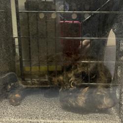 Shelter Stray Female Cat last seen , 1244 N Delsea Dr, Vineland, NJ 08360, USA
