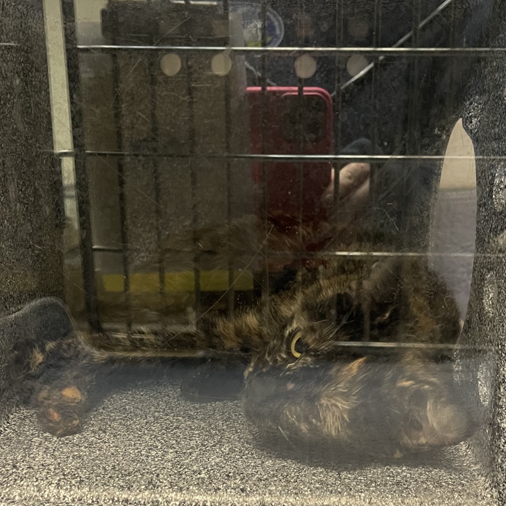 Shelter Stray Female Cat last seen , 1244 N Delsea Dr, Vineland, NJ 08360, USA