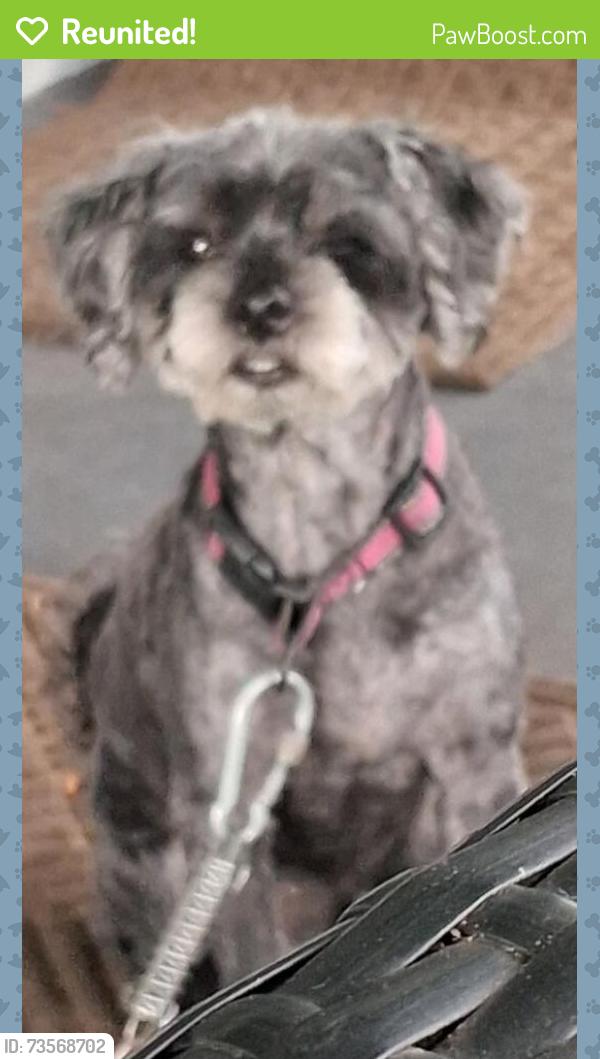 Reunited Female Dog last seen Near the exit of Woodbridge, Davie, FL 33331