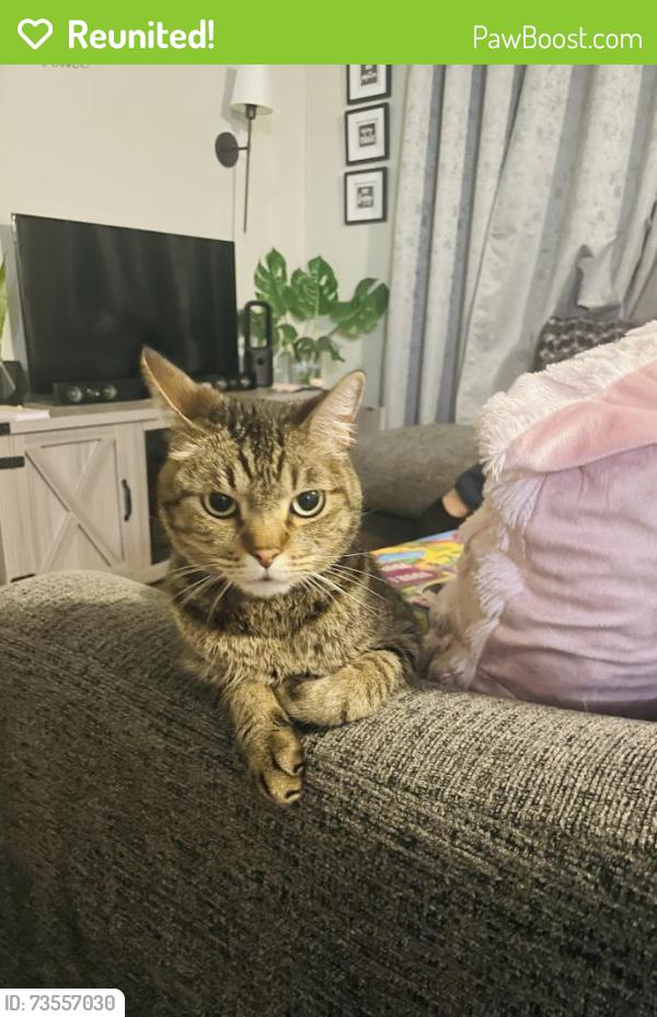 Reunited Male Cat last seen Kevin Dr and Willow Pass Rd, Bay Point, CA 94565