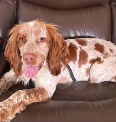 Lost Female Dog last seen Diley Road and Mulberry Street, Pickerington, OH 43147