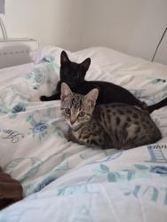 Lost Female Cat last seen Kimpton place . Garston . Watford., Hertfordshire, England 