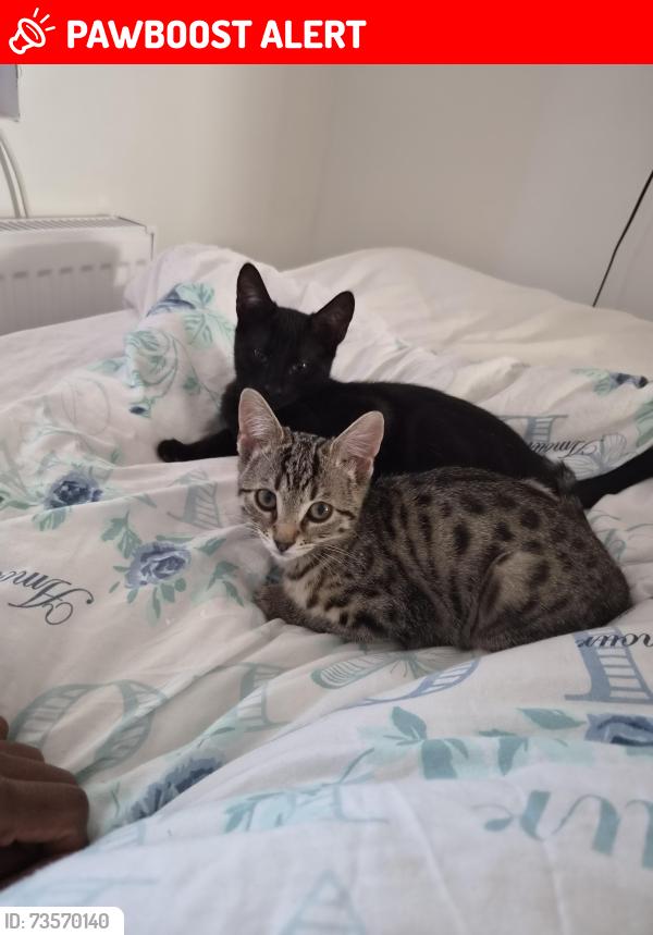 Lost Female Cat last seen Kimpton place . Garston . Watford., Hertfordshire, England 