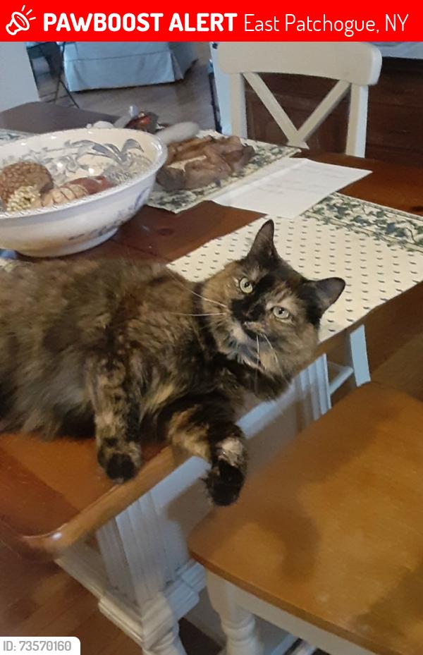 Lost Female Cat last seen South Dunton and Reel St, East Patchogue, NY 11772