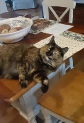 Lost Female Cat last seen South Dunton and Reel St, East Patchogue, NY 11772