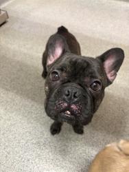 Shelter Stray Male Dog last seen POINTCLEAR PLACE, 4950 SW Triana Blvd, Huntsville, AL 35805, USA