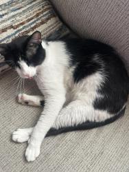 Lost Male Cat last seen Near W Dobbins Rd Phoenix, AZ 85041 United States, Phoenix, AZ 85041