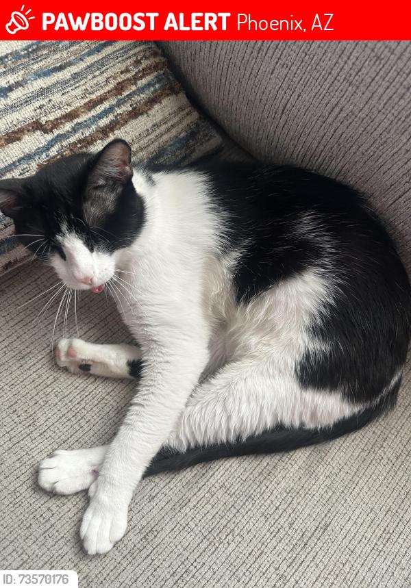 Lost Male Cat last seen Near W Dobbins Rd Phoenix, AZ 85041 United States, Phoenix, AZ 85041