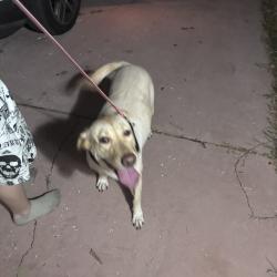 Found/Stray Female Dog last seen Graywood avenue & Brookside st, Spring Hill, FL 34609