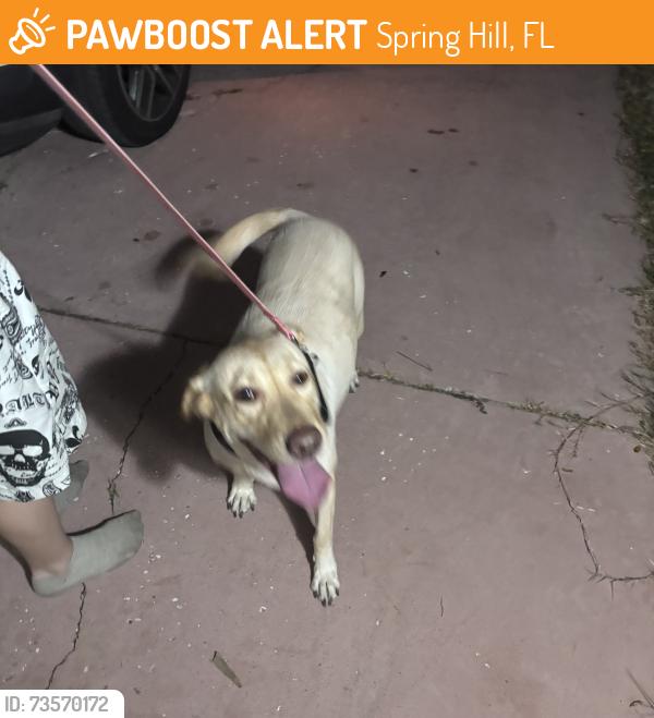 Found/Stray Female Dog last seen Graywood avenue & Brookside st, Spring Hill, FL 34609