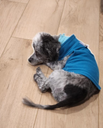 Lost Male Dog last seen Ridgefield road & Linden Tree, Wilton, CT 06897