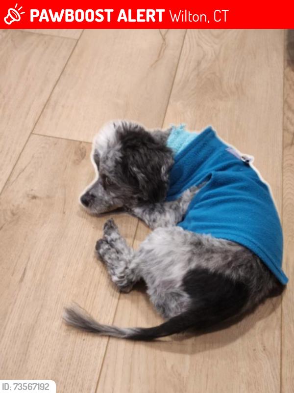 Lost Male Dog last seen Ridgefield road & Linden Tree, Wilton, CT 06897