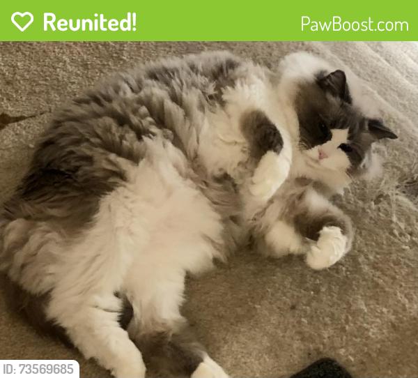Reunited Male Cat last seen Near Fenwick Cres Mississauga, Mississauga, ON L5L 5P2