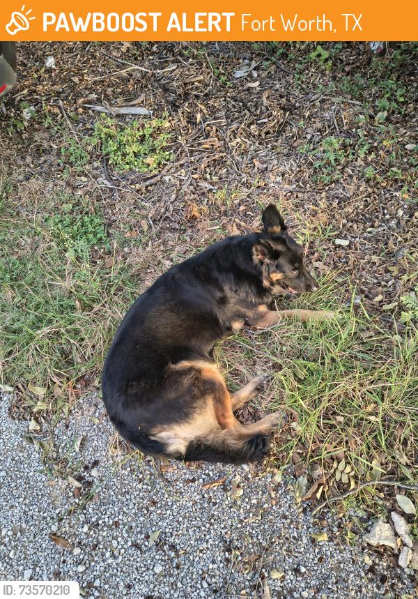 Found/Stray Unknown Dog last seen West Waggoman street and Livingston Avenue, Fort Worth, TX 76110