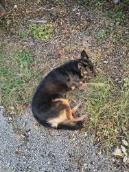 Found/Stray Unknown Dog last seen West Waggoman street and Livingston Avenue, Fort Worth, TX 76110