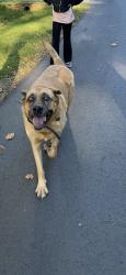 Reunited Unknown Dog last seen Strawberry Rd., Summerfield, NC 27358