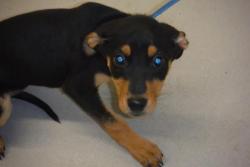 Shelter Stray Female Dog last seen Near E BUTLER ST, South District,, 355 Hillshire Dr, Haslet, TX 76052, USA