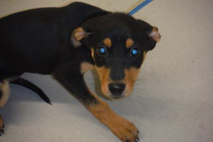 Shelter Stray Female Dog last seen Near E BUTLER ST, South District,, 355 Hillshire Dr, Haslet, TX 76052, USA