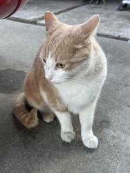 Found/Stray Unknown Cat last seen D St, Antioch, CA 94509