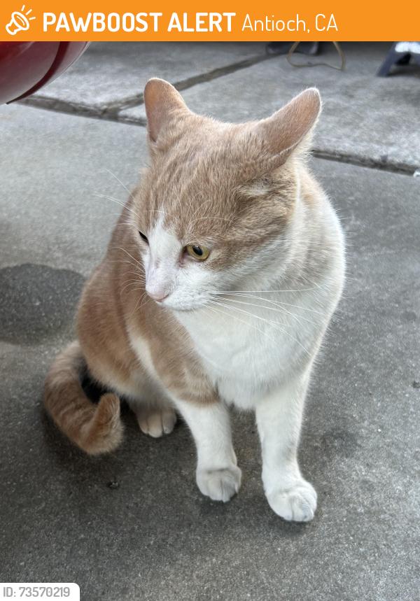 Found/Stray Unknown Cat last seen D St, Antioch, CA 94509